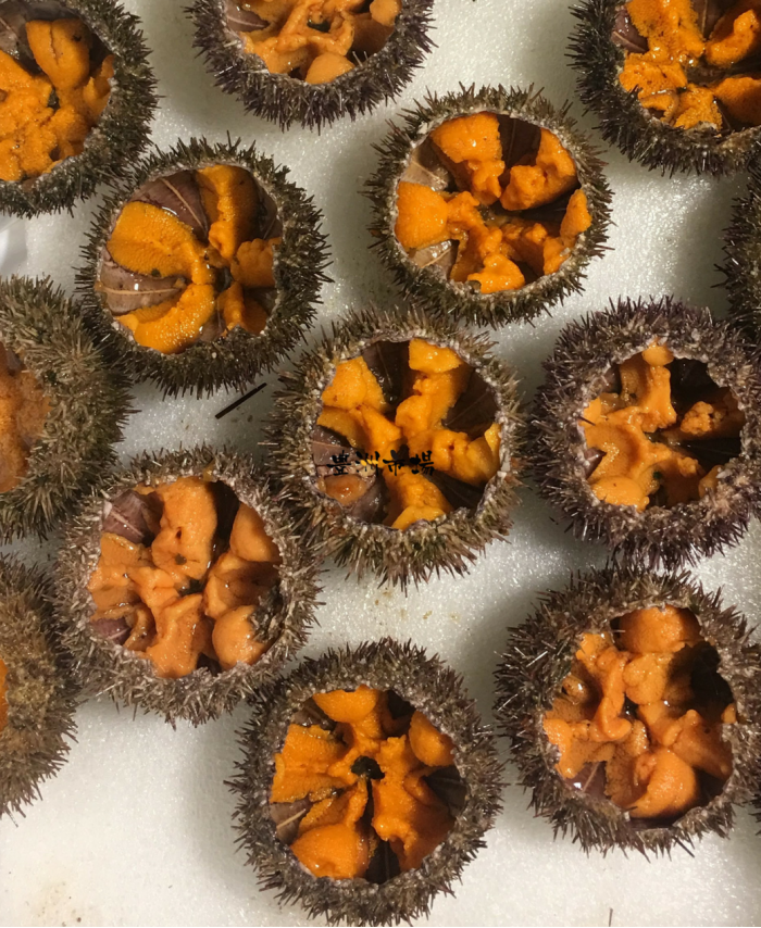 冰島新鮮活海膽 iceland Urchin(3隻)
