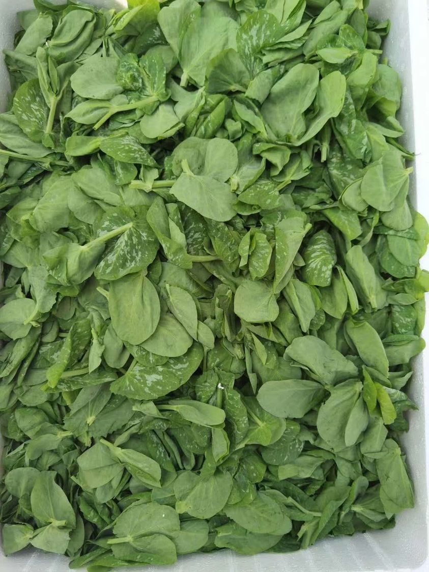 空運直送新鮮豆苗 Baby pea shoot 150g