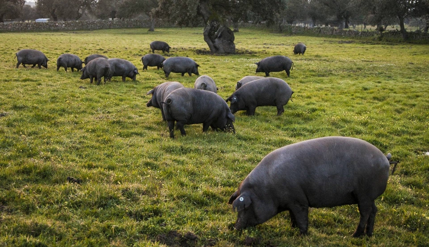 ✨(新品登場)伊比利亞黑毛豬梅頭 薄切 Iberico Pork Collar thinly slice 200g